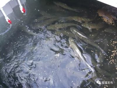 厲害了!英德有人用集裝箱養(yǎng)魚,1個(gè)箱抵過3畝傳統(tǒng)魚塘