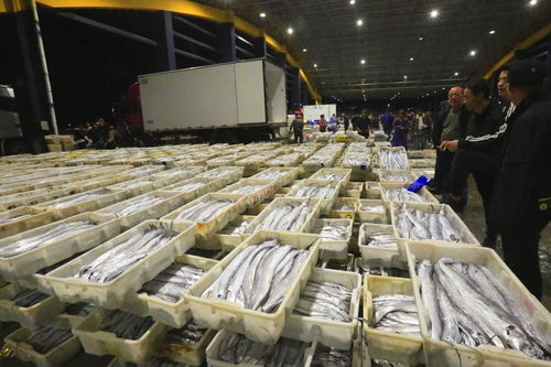 寒潮來襲，石浦水產(chǎn)城交易忙 冷鏈物流與“冰火”購銷的春節(jié)前奏